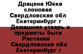 Драцена Юкка слоновая - Свердловская обл., Екатеринбург г. Домашняя утварь и предметы быта » Растения   . Свердловская обл.,Екатеринбург г.